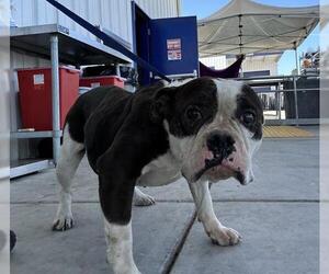American Pit Bull Terrier Dogs for adoption in Bakersfield, CA, USA