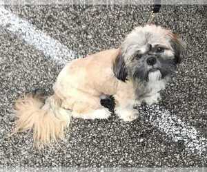 Shih Tzu Dogs for adoption in Oak Bluffs, MA, USA