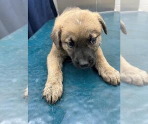 Black Mouth Cur-Unknown Mix Dogs for adoption in Mobile, AL, USA