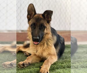 German Shepherd Dog Dogs for adoption in San Diego, CA, USA