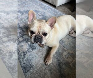 French Bulldog Dogs for adoption in New York, NY, USA