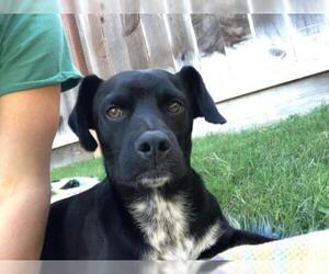 Borador Dogs for adoption in Los Banos, CA, USA
