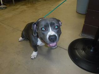 American Staffordshire Terrier Dogs for adoption in Sanford, FL, USA