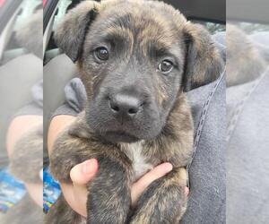 Shepradors Dogs for adoption in Blacksburg, SC, USA