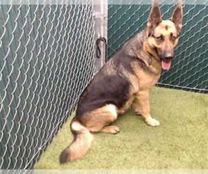 German Shepherd Dog Dogs for adoption in Downey, CA, USA