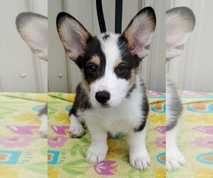 Pembroke Welsh Corgi Dogs for adoption in Mountain View, MO, USA