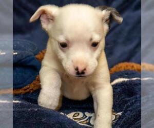 Labrador Retriever Dogs for adoption in Madison, WI, USA