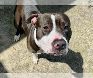 American Pit Bull Terrier Dogs for adoption in Santa Rosa, CA, USA
