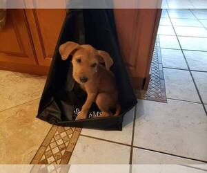 Golden Retriever-Unknown Mix Dogs for adoption in Miami, FL, USA