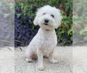 Bichon Frise Dogs for adoption in PIPE CREEK, TX, USA