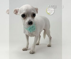 Chihuahua Dogs for adoption in Benton, LA, USA