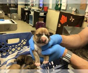 Mutt Dogs for adoption in Riverside, CA, USA