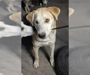 Siberian Husky-Unknown Mix Dogs for adoption in San Antonio, TX, USA