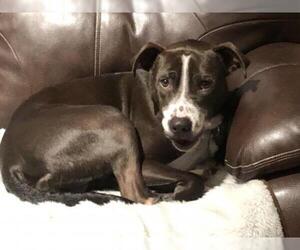American Pit Bull Terrier-Labrador Retriever Mix Dogs for adoption in Harrisburg, PA, USA