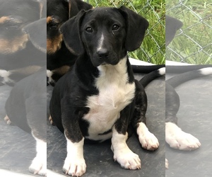 Basschshund Dogs for adoption in Crossville, TN, USA