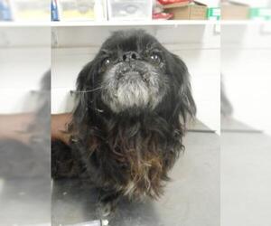 Pekingese-Unknown Mix Dogs for adoption in Gulfport, MS, USA