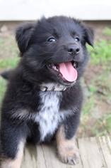 Medium Photo #2 Collie-Unknown Mix Puppy For Sale in Wyoming, MI, USA