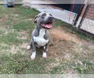 American Pit Bull Terrier Dogs for adoption in Grovetown, GA, USA