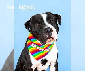 Mutt Dogs for adoption in West Valley, UT, USA