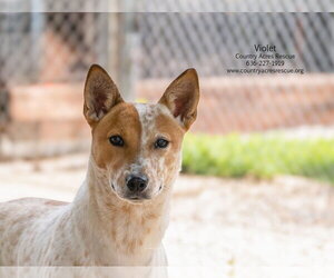 Mutt Dogs for adoption in Manchester, MO, USA