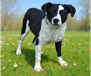 Border Collie-Unknown Mix Dogs for adoption in Royal Palm Beach, FL, USA