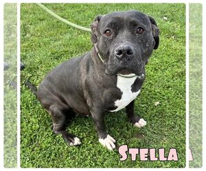 Staffordshire Bull Terrier Dogs for adoption in Pierceton , IN, USA