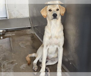 Labrador Retriever Dogs for adoption in San Bernardino, CA, USA