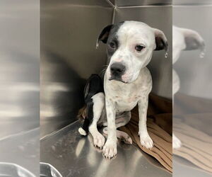 Staffordshire Bull Terrier Dogs for adoption in Waco, TX, USA
