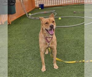 German Shepherd Dog-Unknown Mix Dogs for adoption in Las Vegas, NV, USA