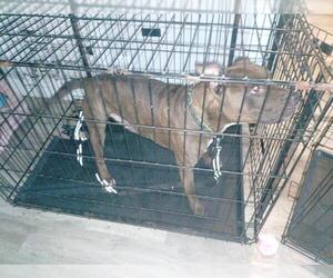 American Staffordshire Terrier Dogs for adoption in Fort Lauderdale, FL, USA