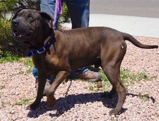 Chinese Shar-Pei-Unknown Mix Dogs for adoption in Payson, AZ, USA