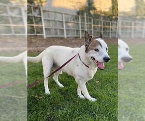 Mutt Dogs for adoption in Menifee, CA, USA