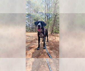 Mutt Dogs for adoption in Weaverville, NC, USA