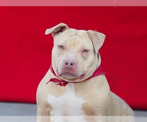 Bullypit Dogs for adoption in Pasadena, CA, USA