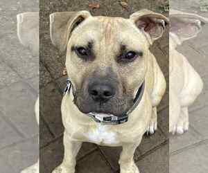 American Staffordshire Terrier-Unknown Mix Dogs for adoption in Minneapolis, MN, USA