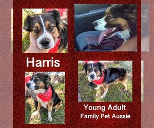 Australian Shepherd Dogs for adoption in Dallas, TX, USA