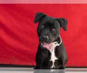 American Pit Bull Terrier-Labrador Retriever Mix Dogs for adoption in Pasadena, CA, USA