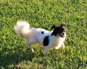 Medium Photo #1 Chihuahua Puppy For Sale in Texarkana, TX, USA