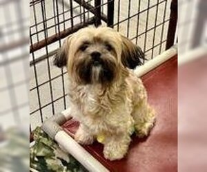 Shih Tzu Dogs for adoption in Waco, TX, USA