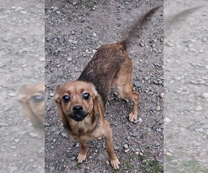 Chihuahua-Unknown Mix Dogs for adoption in Olalla, WA, USA
