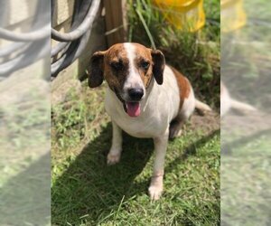 Mutt Dogs for adoption in Freeport, FL, USA
