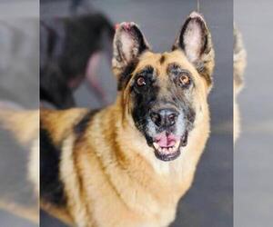 German Shepherd Dog Dogs for adoption in Signal Hill, CA, USA