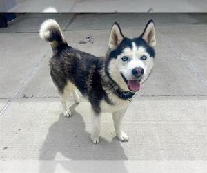 Siberian Husky Dogs for adoption in Denver, CO, USA