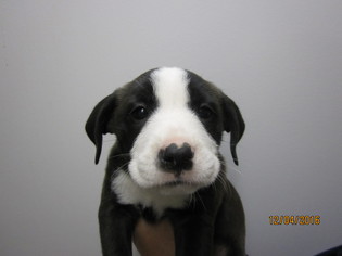 Medium Photo #1 Border Collie-Unknown Mix Puppy For Sale in Fredericksburg, VA, USA