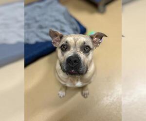 American Pit Bull Terrier-Unknown Mix Dogs for adoption in Chula Vista, CA, USA
