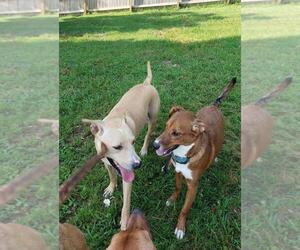 Boxador Dogs for adoption in Aurora, IN, USA