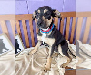 Mutt Dogs for adoption in Genesee, WI, USA