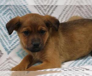 Mutt Dogs for adoption in Thief River Falls, MN, USA
