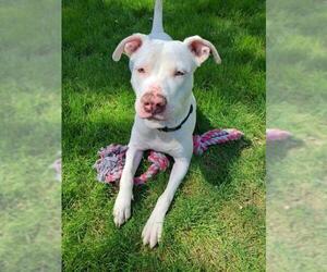 American Pit Bull Terrier-Unknown Mix Dogs for adoption in Concord, NC, USA