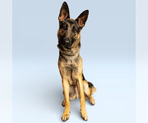 German Shepherd Dog Dogs for adoption in Rowlett, TX, USA
